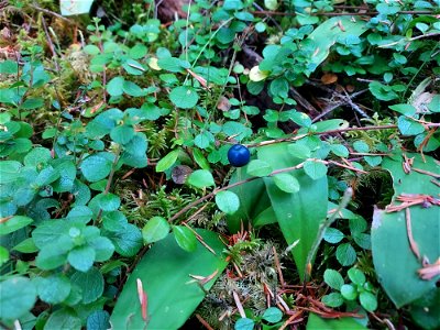 Queen's cup berry, Mt. Baker-Snoqualmie National Forest. Photo by Anne Vassar Aug. 10, 2021.