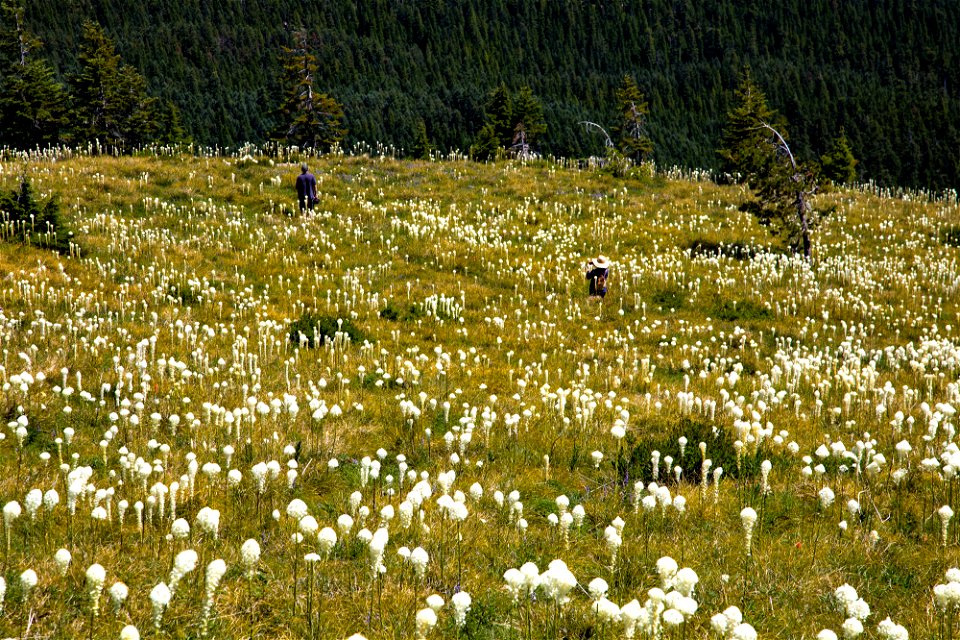 Willamette National Forest, Coffin Mountain Trail