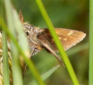 SKIPPER, MARDON (Polites mardon) (06-08-2022) low divide road, smith river recreation area, del norte co, ca -13
