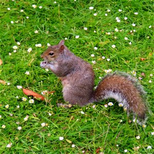 Grosvenor Park Squirrel photo