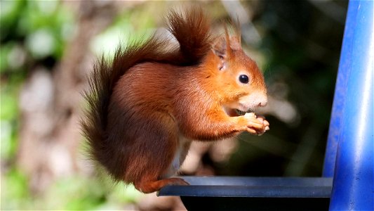 Balancierhörnchen