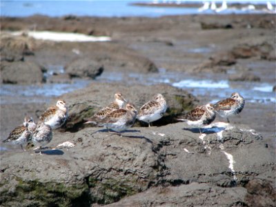 Rock sandpipers photo