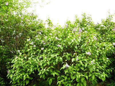 Herestrau Park in spring (9)