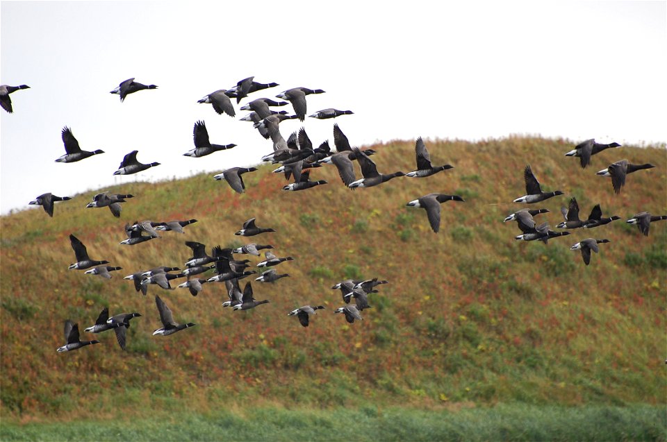 Brant at Izembek Lagoon
