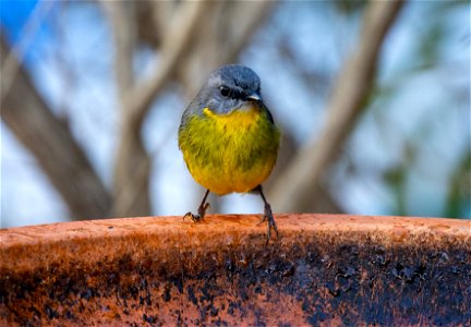Yellow robin photo