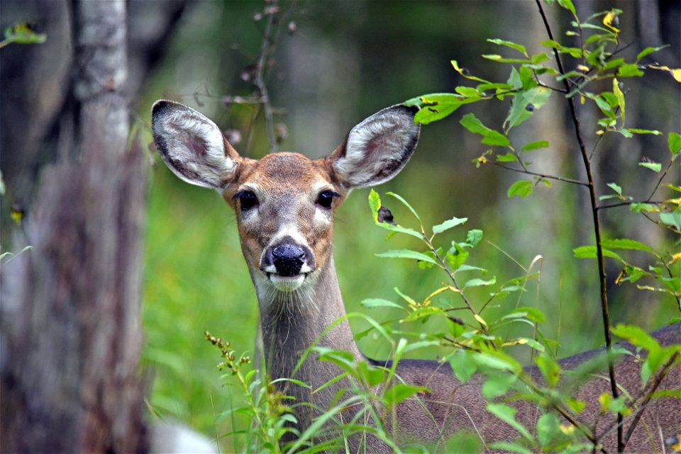 White-tailed deer photo