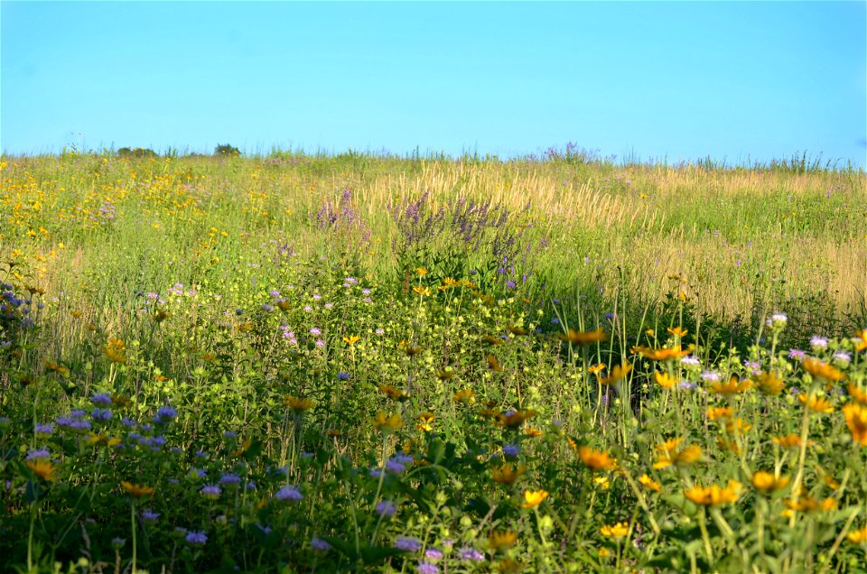 Prairie in bloom