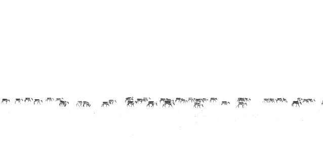 Herd of caribou on a stormy day. photo
