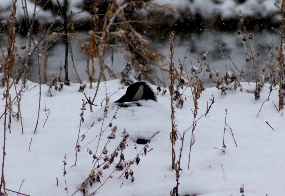 Nesting Goose in the Snow