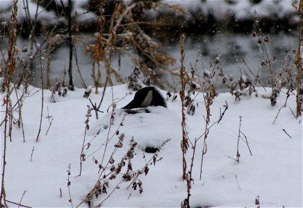 Nesting Goose in the Snow photo