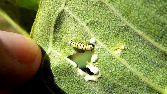 Monarch Caterpillar eats a milkweed leaf at Loess Bluffs National Wildlife Refuge in Missouri