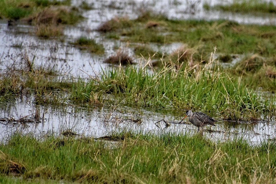 Marbled Godwit Lake Andes Wetland Management District South Dakota