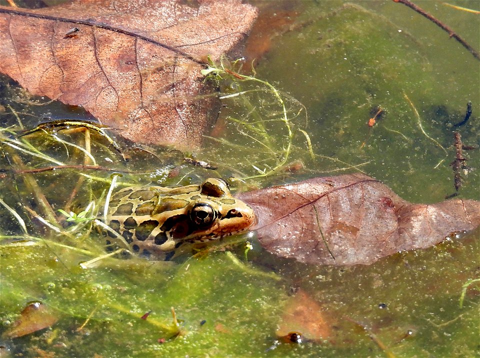 2022-PickeralFrog-01
