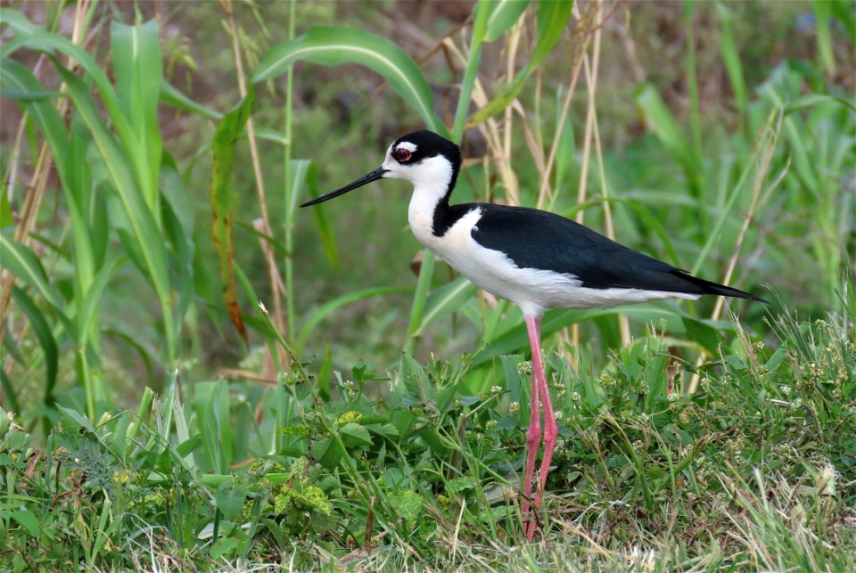 Black-necked Stilt