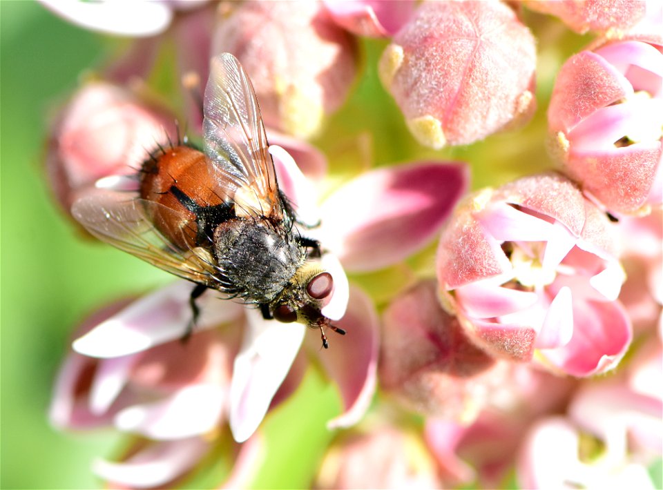 Bristle or Tachinid fly (Peleteria iterans)  at Seedskadee NWR Wyoming