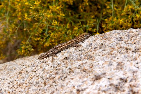 Western Side-blotched Lizard (Uta stansburiana elegans) (