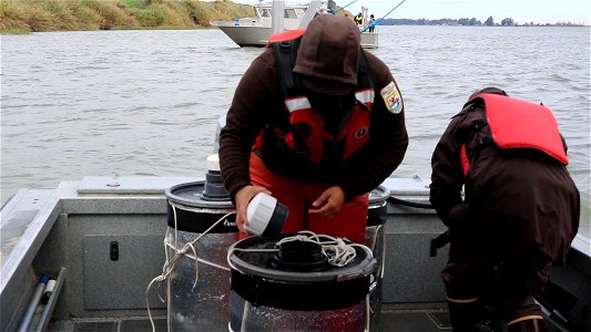 Delta smelt experimental release