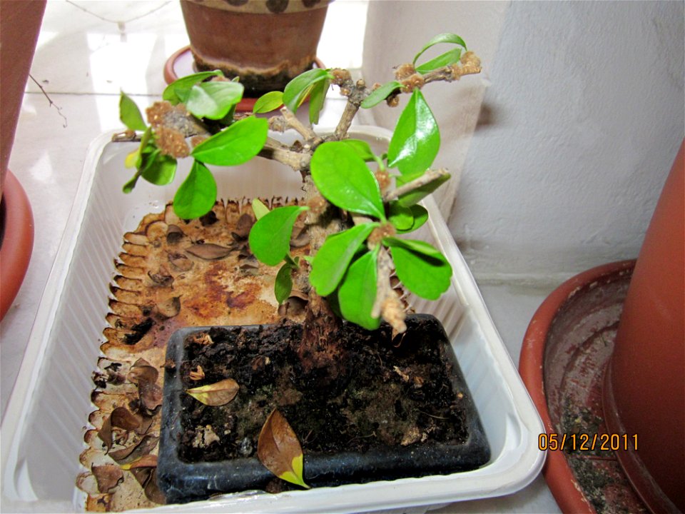 bonsai-bloom2011_1205_104717
