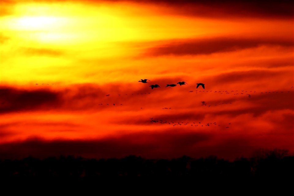 Spring Waterfowl at Sunset Huron Wetland Management District