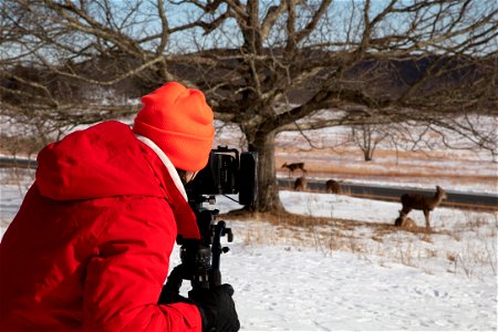 Filming Winter Deer in Big Meadows photo