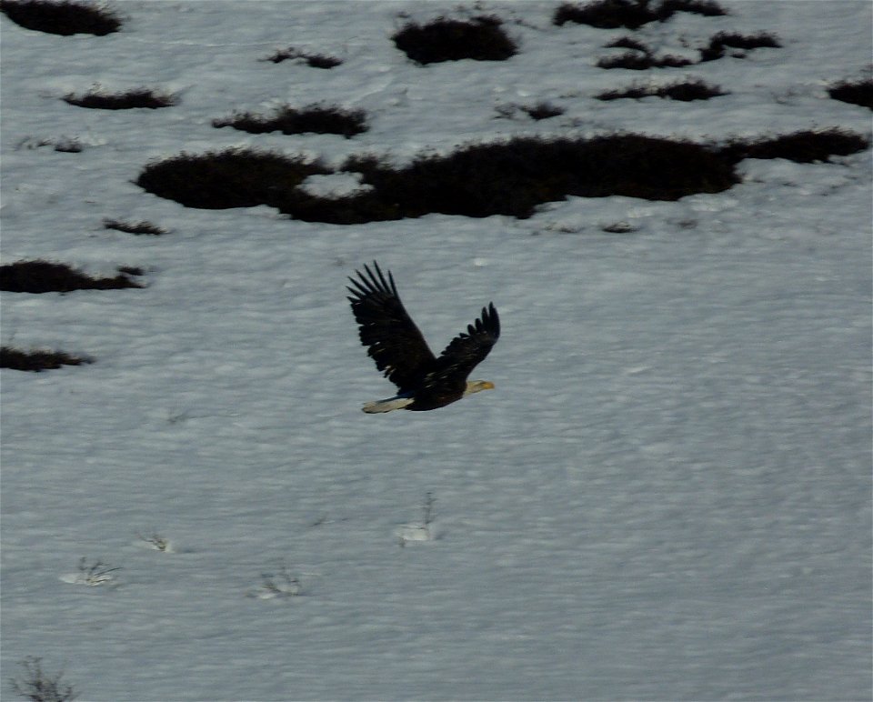 Bald Eagle in flight photo