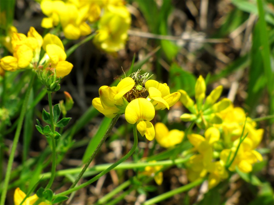 Birdsfoot Trefoil