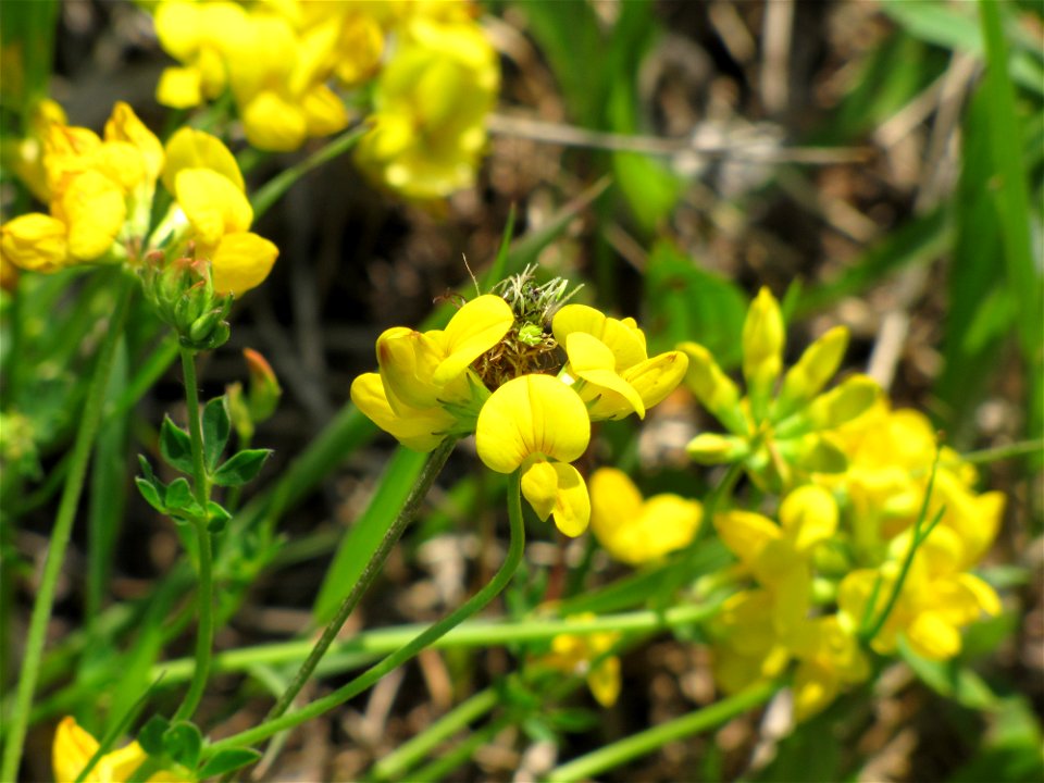 Birdsfoot Trefoil photo