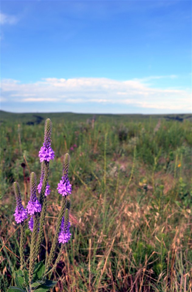 Woolly verbena is a wildflower that can be found throughout Kansas. Cattle won't eat it because of its bitter taste!
