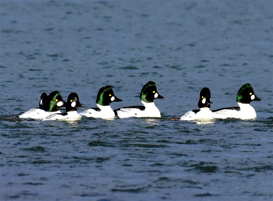 Common goldeneye at Seedskadee National Wildlife Refuge