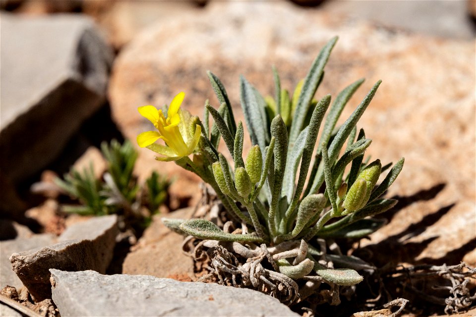 Physaria reediana