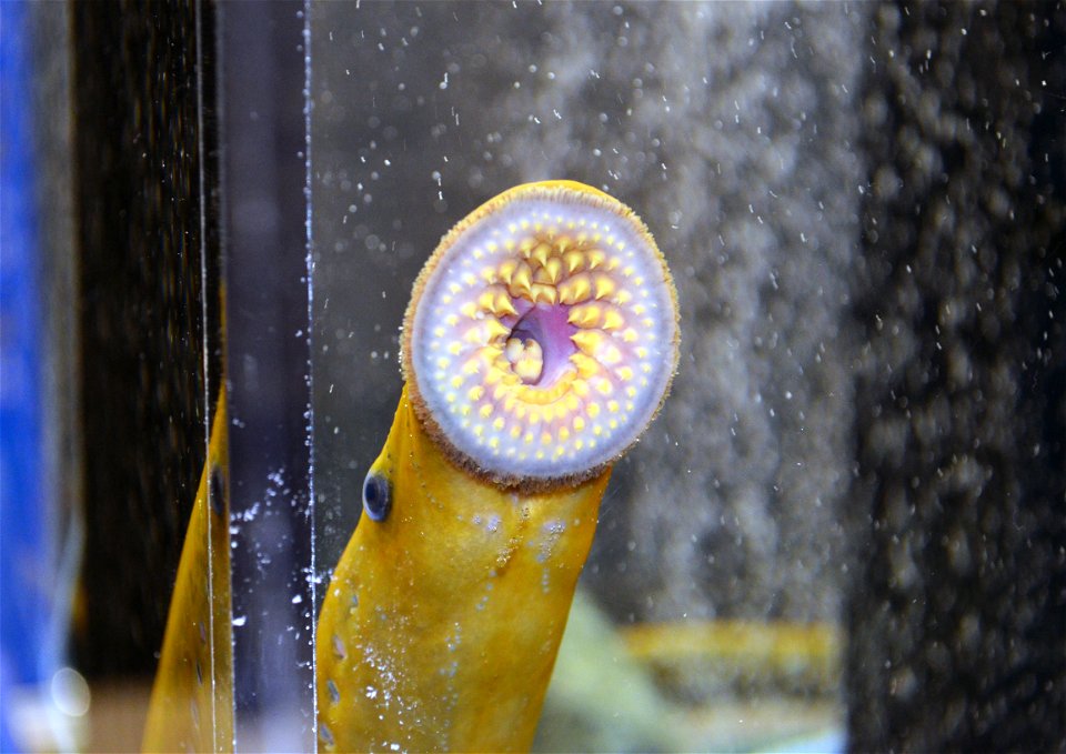 Duluth Boat Show - Sea Lamprey Booth