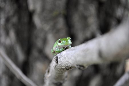 Gray Tree Frog