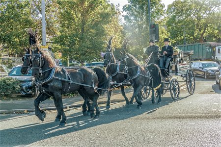 Funeral Horses the front pair are in perfect alignment.