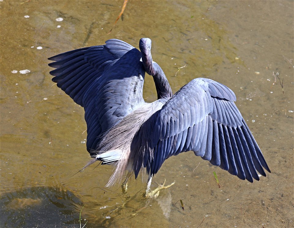 190 - TRI-COLORED HERON (02-12-2023) birding center, south padre island, cameron co, tx -05