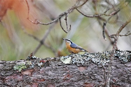 Red-breasted nuthatch photo