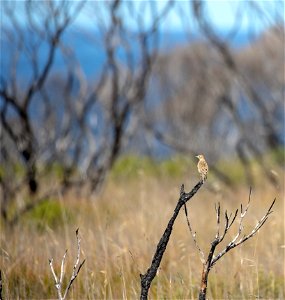 Australasian pipit photo