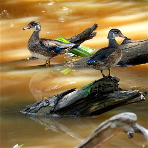 Wood Ducks