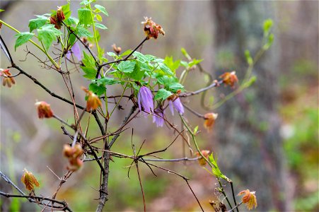 Purple Clematis