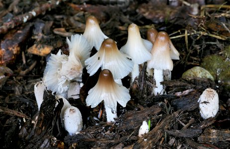 Inky caps. photo