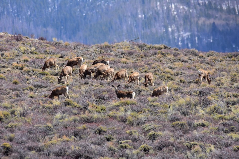 Mule deer near Arapaho National Wildlife Refuge Colorado