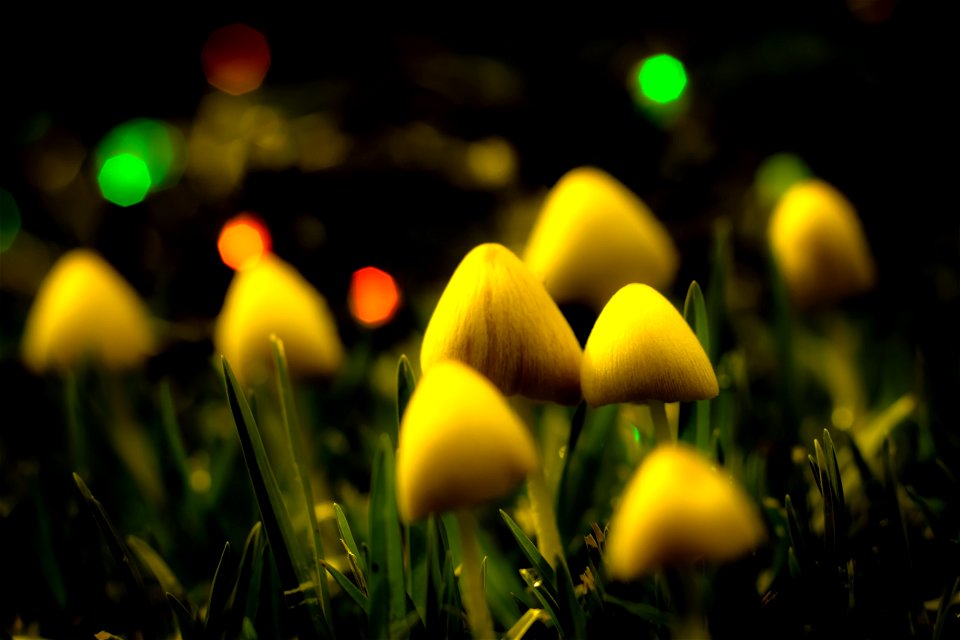 Christmas Fairy Ring-2
