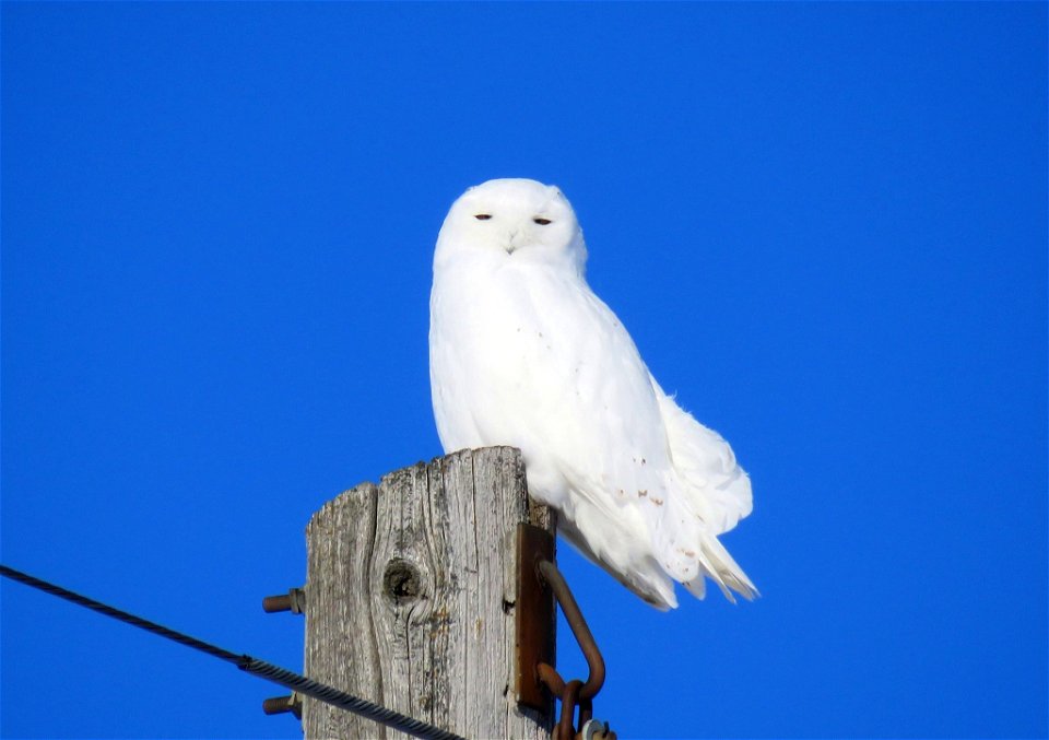 Snowy Owl photo