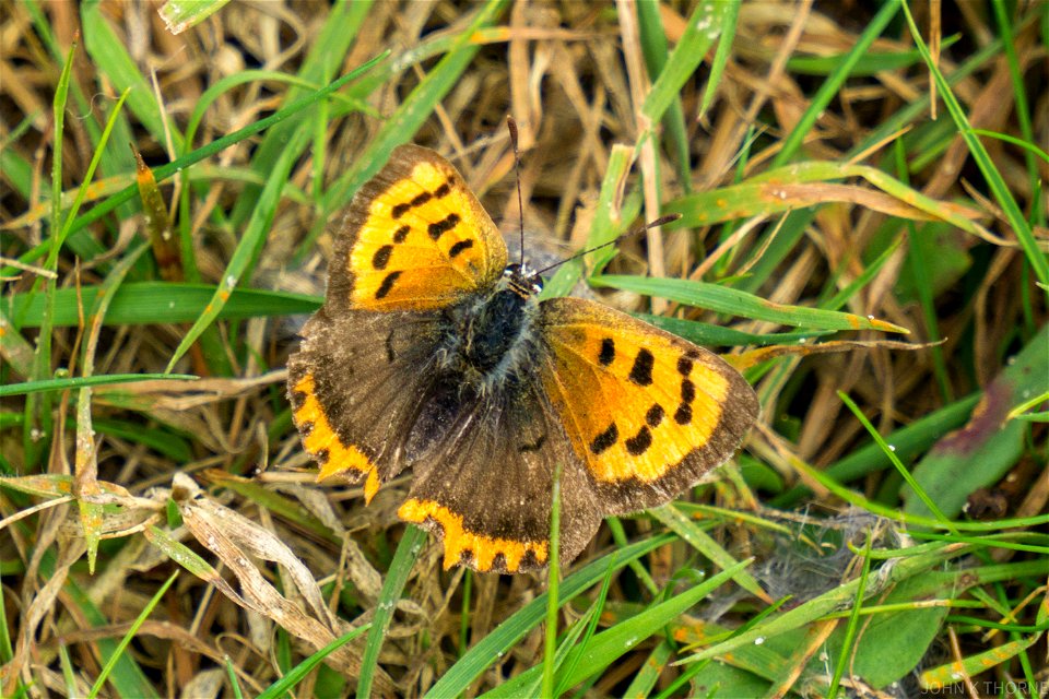 Small Copper Butterfly