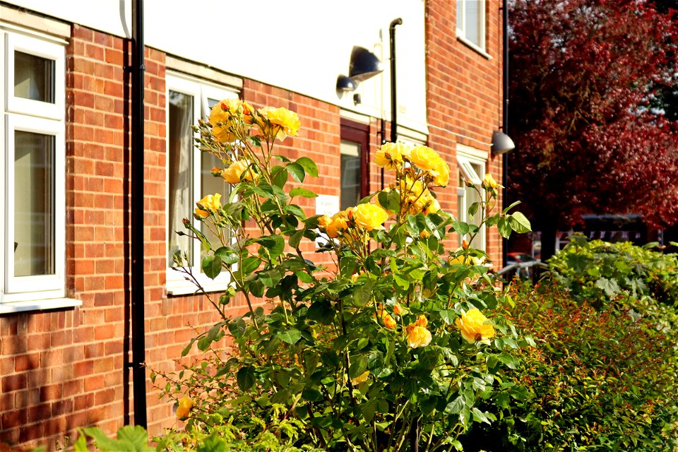 Wheelock Communal Garden Rose.