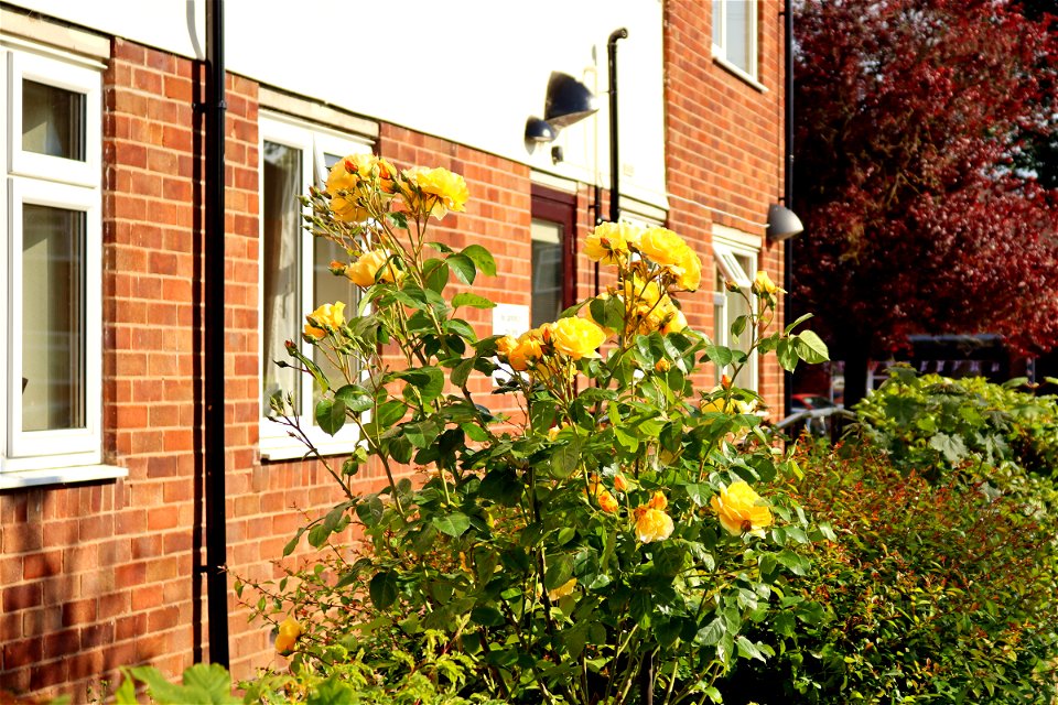 Wheelock Communal Garden Rose. photo