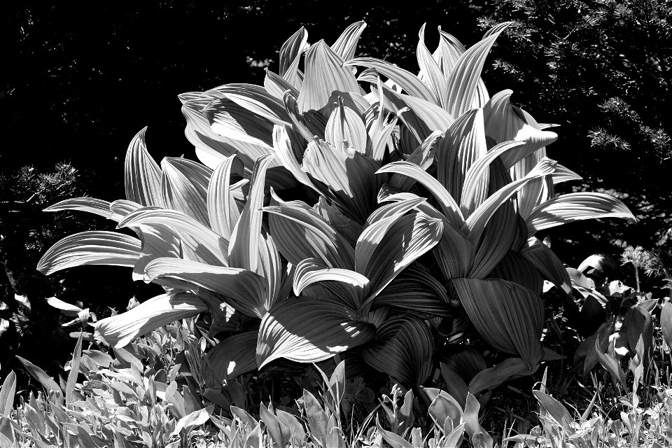 CORN LILIES - N CA -01 BW