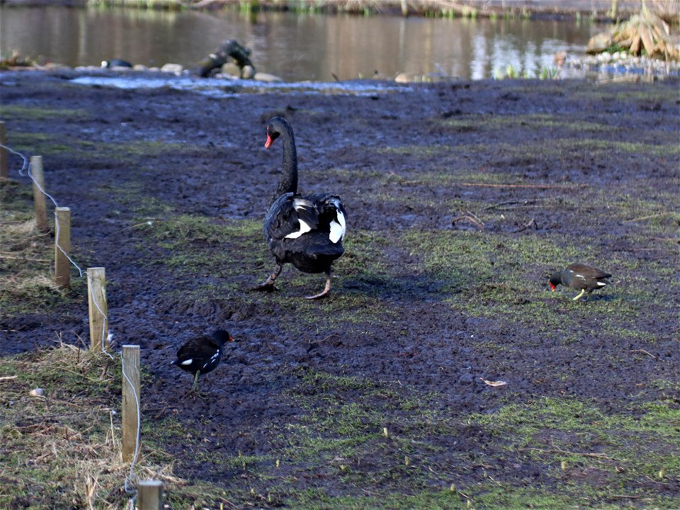 Giant Moorhen photo