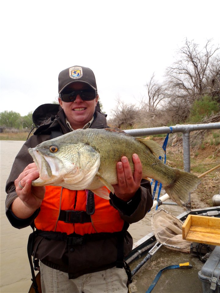 Largemouth Bass Removal