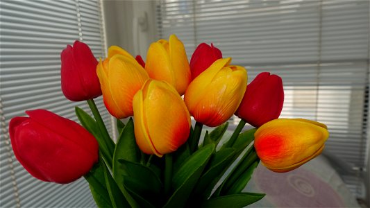 tulips_lalele-2023_0216_162117