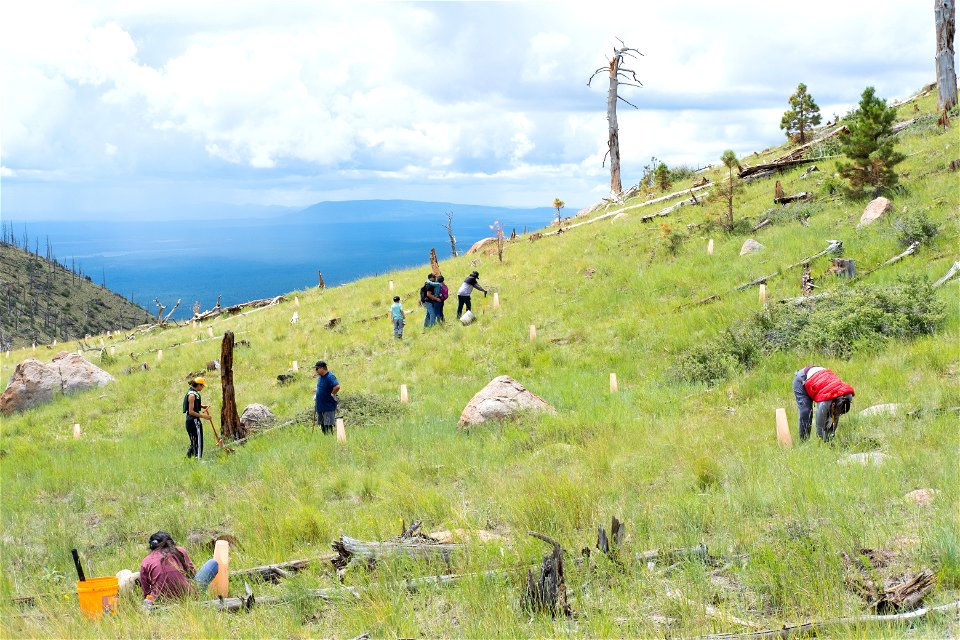 July 2022 Douglas fir planting on Mt. Elden